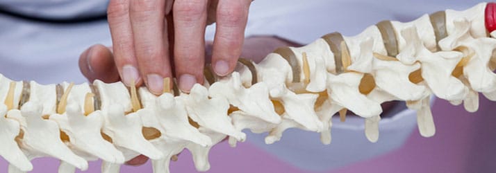 Chiropractie Vlaardingen XB-wervelkolommodel Chiropractie Vlaardingen XB-wervelkolommodel